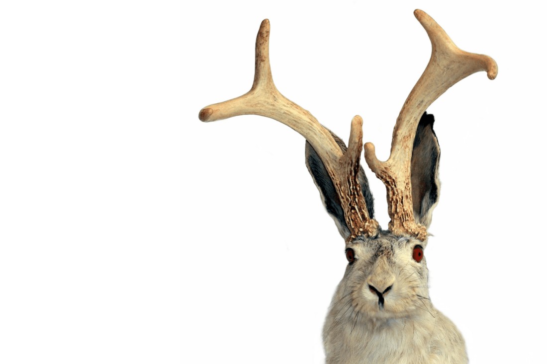 A jackalope: A rabbit with glowing red eyes and deer antlers