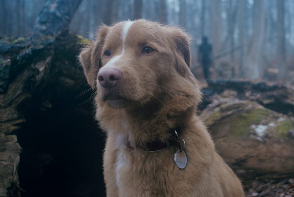 Indy the dog in Good Boy